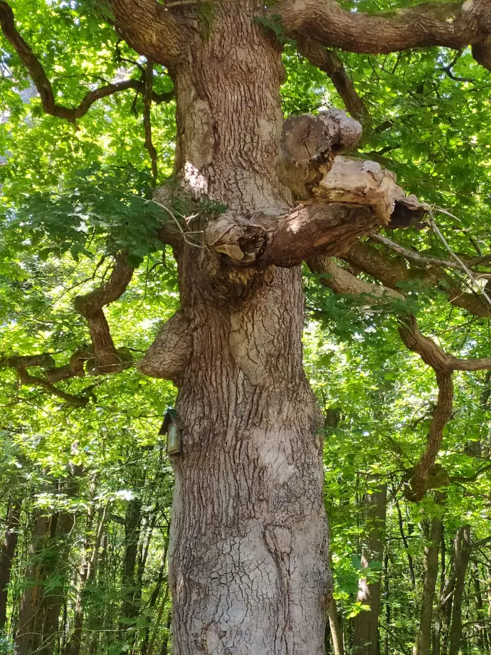 Photo d'un arbre à Rochefort Belgique psychologue