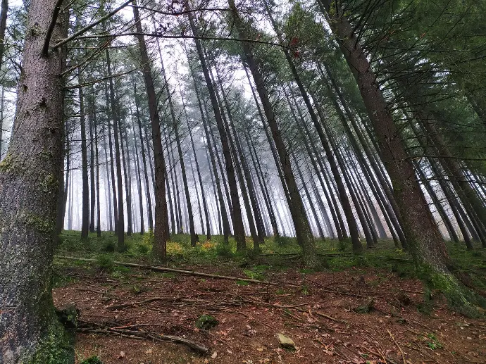 photo d'une rangée de sapin en ardennes