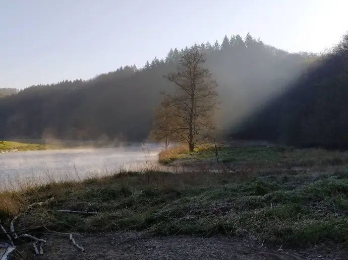 photo d'une arbre au bord de la rivière