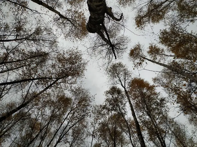 photo de la cime des arbres